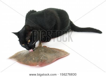 cat eating fresh rays in front of white background