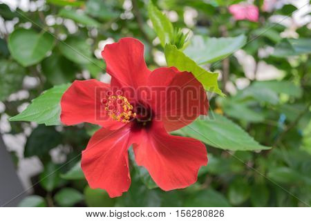 Close up Red Hibiscus flowers in the garden.