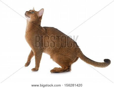 Abyssinian cat in front of white background