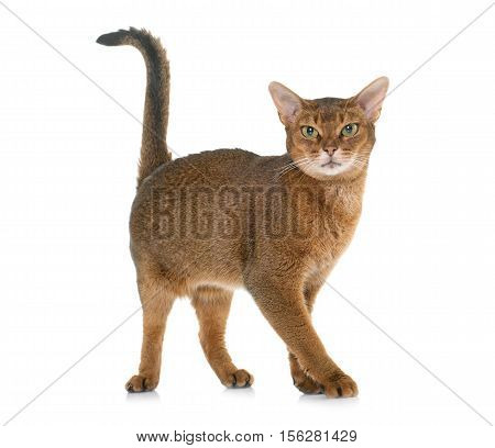 Abyssinian cat in front of white background