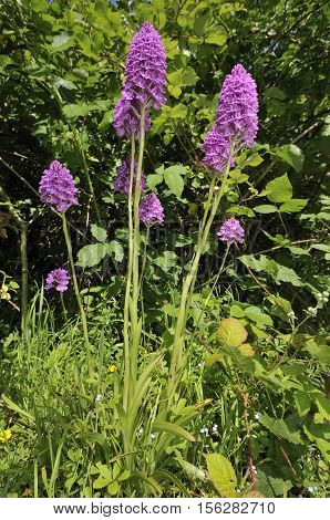 Pyramidal Orchid - Anacamptis pyramdalis Group of nine flowers