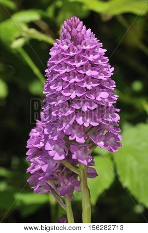 Pyramidal Orchid - Anacamptis pyramdalis Two Flower Spikes