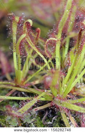 Cape Sundew - Drosera capensis Carnivorous plant from The Cape in South Africa