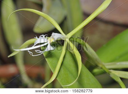 Hairy-Lip Epidendrum Orchid - Epidendrum ciliare From Central & South America