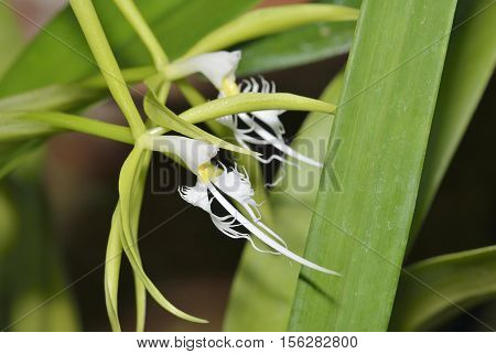 Hairy-Lip Epidendrum Orchid - Epidendrum ciliare From Central & South America