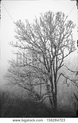 A tree covered with ice on a foggy cool day with a receding into the distance travelers. Old photo effect toning.
