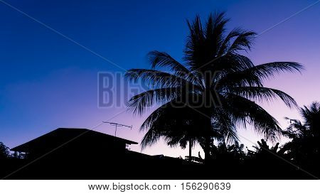 The silhouette picture of the coconut tree in the morning.