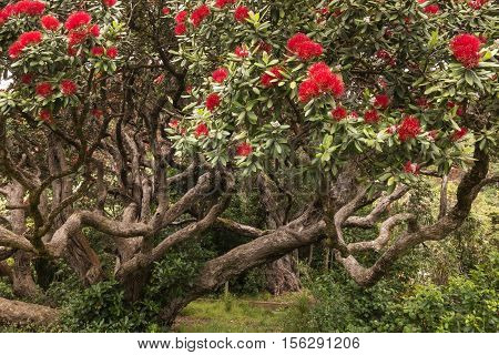 closeup of Pohutukawa tree with red flowers in bloom