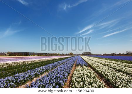 Paesaggio olandese a Lisse con bulbi di fiori viola e rosa