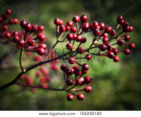season autumn scena retro background red Rosehips