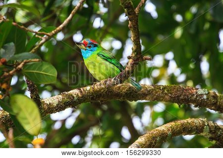 Blue-throated Barbet On Fig Tree