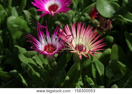 Summer / Dorotheanthus - Beautiful summer flowers