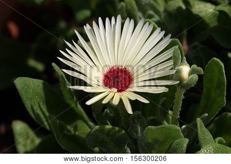 Summer / Dorotheanthus - Beautiful summer flowers