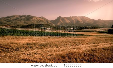 A beauitiful landscape view of a golden cornfield in Andaluicia Southern Spain