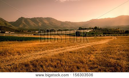 A beauitiful landscape view of a golden cornfield in Andaluicia Southern Spain