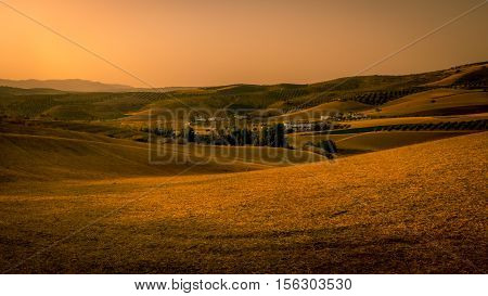 A beauitiful landscape view of a golden cornfield in Andaluicia Southern Spain