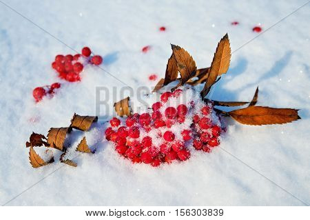 Red frozen mountain ash leaves in the snow
