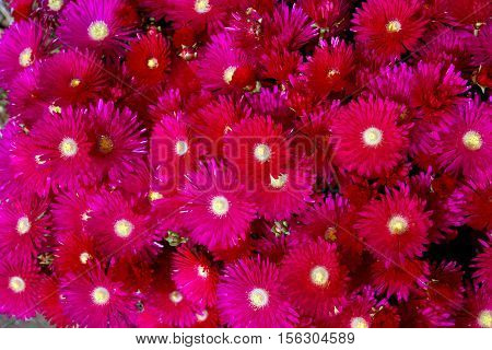 Red Ice Plant (Drosanthemum Floribundum), Flower background