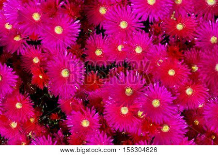 Red Ice Plant (Drosanthemum Floribundum), Flower background