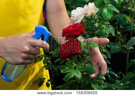 man in apron sprinkles water bud of a red rose