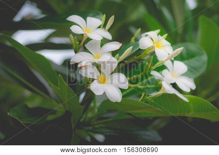Sweet scent from white Plumeria flowers in the garden. Plumeria flowers in nature.(selective focus, vintage effect)