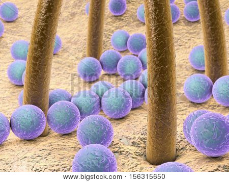 3D illustration of spherical bacteria on skin with hairs, microscopic view of skin microflora, bacteria Staphylococcus, Streptococcus on skin
