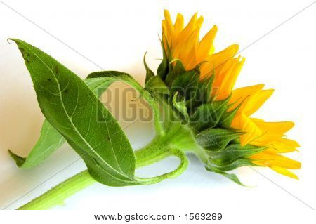Słonecznik (Helianthus Annuus) z pnia