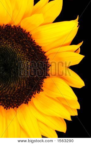 Słonecznik (Helianthus Annuus)