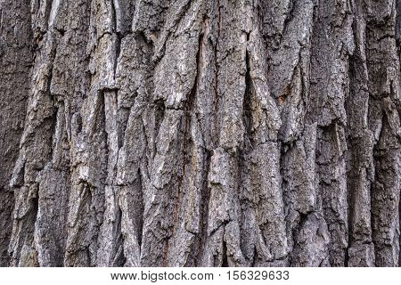 Bark of oak of many years. Natural background.