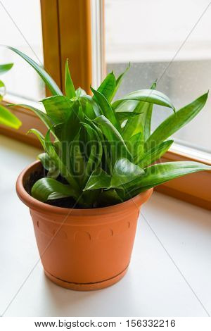 sansevieriya stand on the windowsill in room