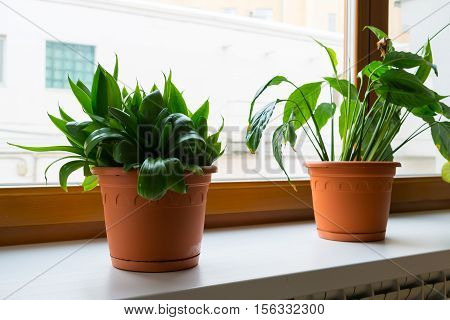 sansevieriya and spathiphyllum stand on the windowsill in room