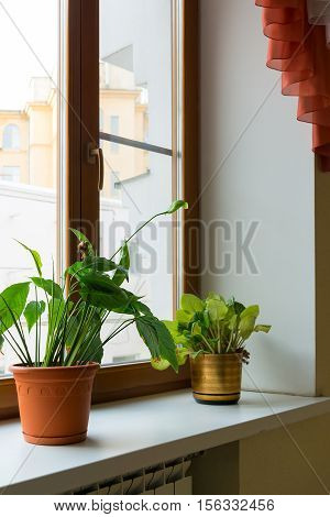 Two potted flower stand on the windowsill