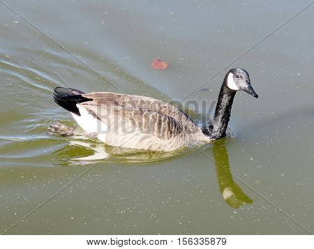 Canadian goose on the Oakbank Pond in Thornhill Canada November 6 2016
