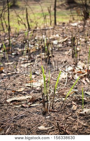 growing plans on burned earth from human hand
