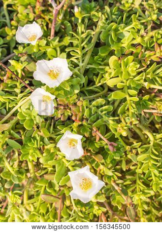 bright white flowers look from top with green leaf