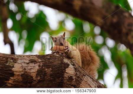 Squirrel eating a mango in a branch