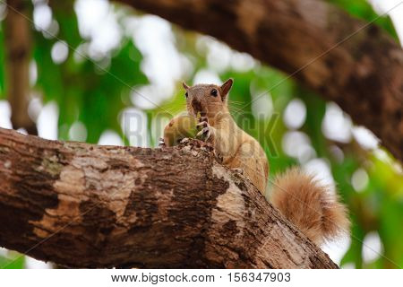 Squirrel eating a mango in a branch