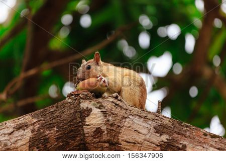 Squirrel eating a mango in a branch.