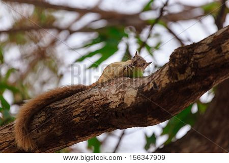 Squirrel eating a mango in a branch.