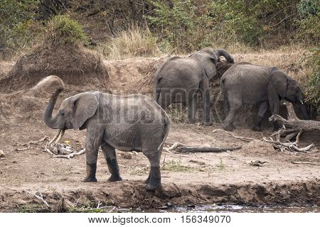 Group of African young elephants (Loxodonta africana) at watering point on Mara River Kenya