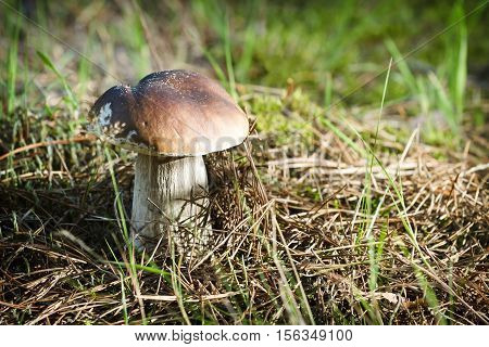 Wild Mushroom On Mossy Hillock At Sunset