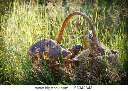 Fullfilled Basket With Mushrooms In The Forest