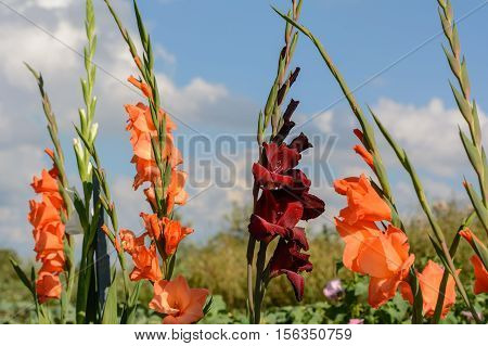 Colorful gladioles in full bloom - cut flowers