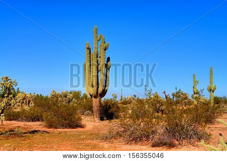 Saguaro Cactus cereus giganteus in Arizona Sonora desert