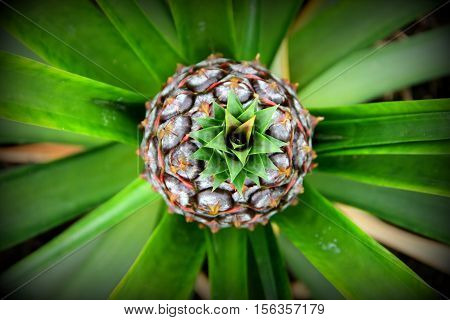 This is how pinapple grows. As a bush.