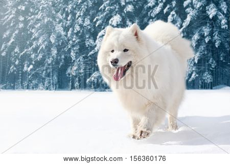 Beautiful White Samoyed Dog Running On Snow In Winter Day Over Snowy Forest Background