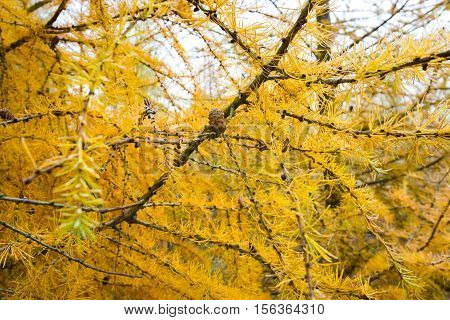Yellow Larch Branch At Autumn