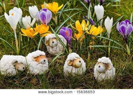 Pasqua - o decorazione di primavera - pecore con Crocus