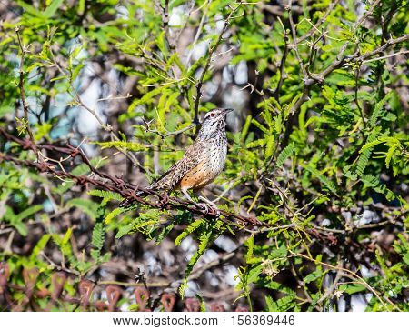 A conspicuous sight and sound of the Southwestern deserts, the Cactus Wren is the largest wren in North America. Although it can be found in backyards it is a true bird of the desert