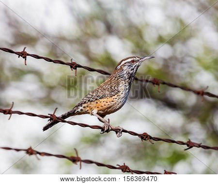 A conspicuous sight and sound of the Southwestern deserts, the Cactus Wren is the largest wren in North America. Although it can be found in backyards it is a true bird of the desert
